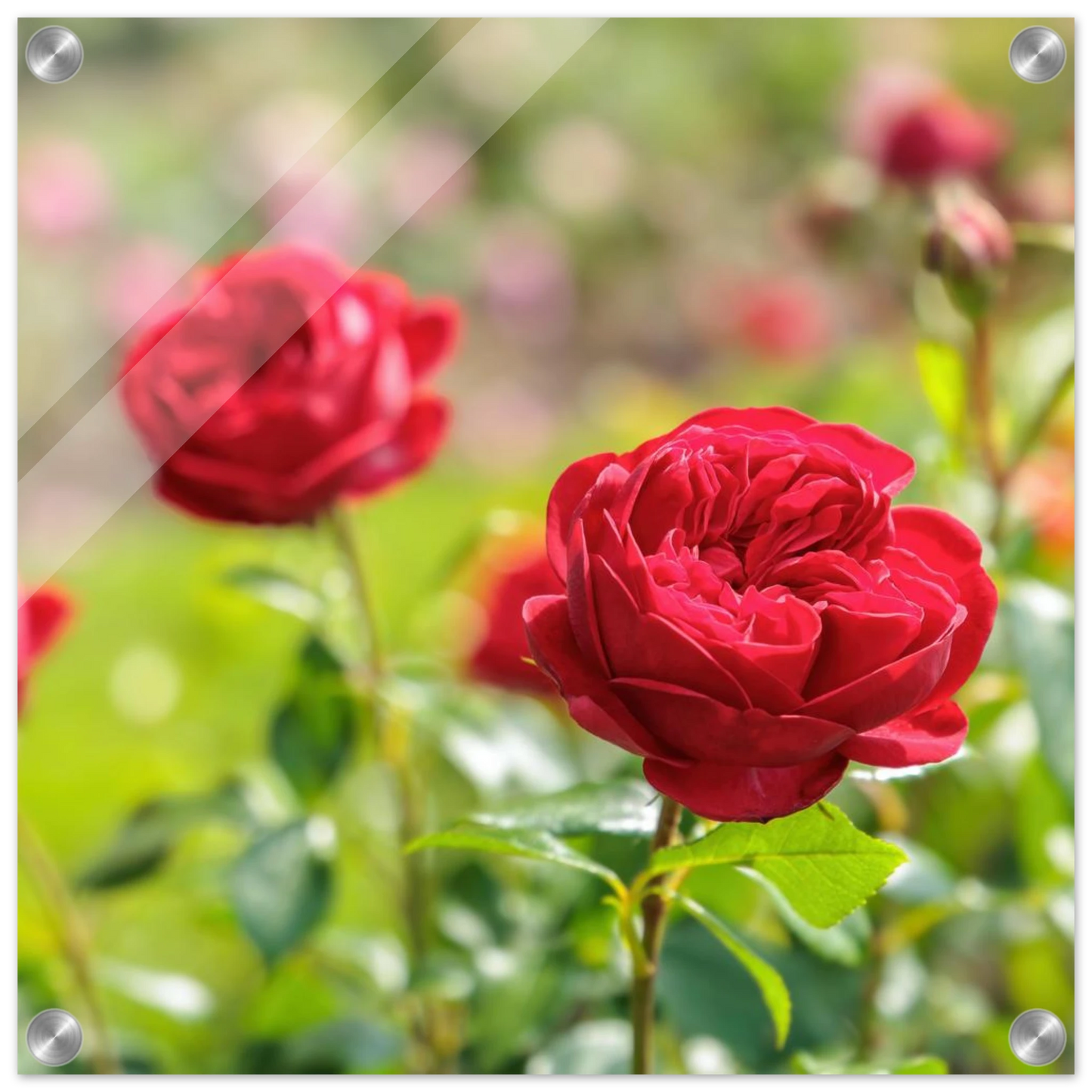 Wandbild rote rosen lebendige bluetenpracht fuer ihr zuhause in ihrer wunschgroesse