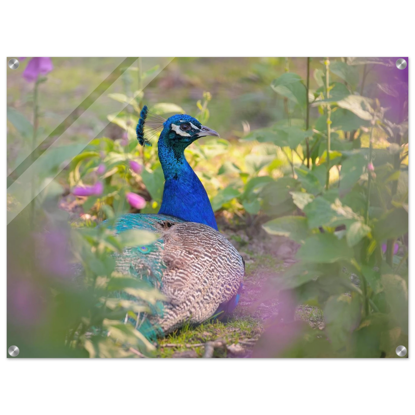 Wandbild majestaetischer pfau lebendige farbenpracht fuer ihre wand in vielen groessen erhaeltlich