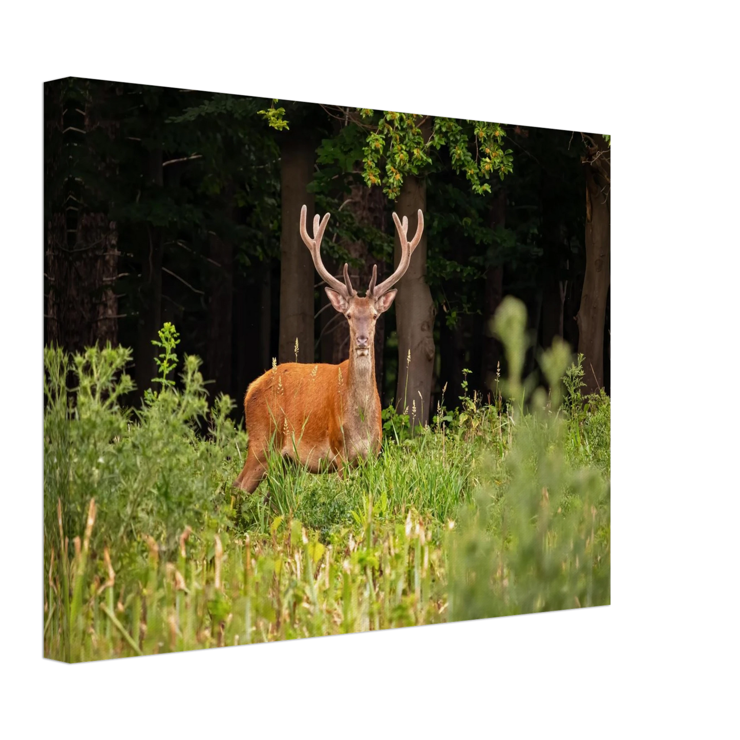 Wandbild majestaetischer hirsch im wald ein wildnis statement fuer ihr zuhause in verschiedenen groessen