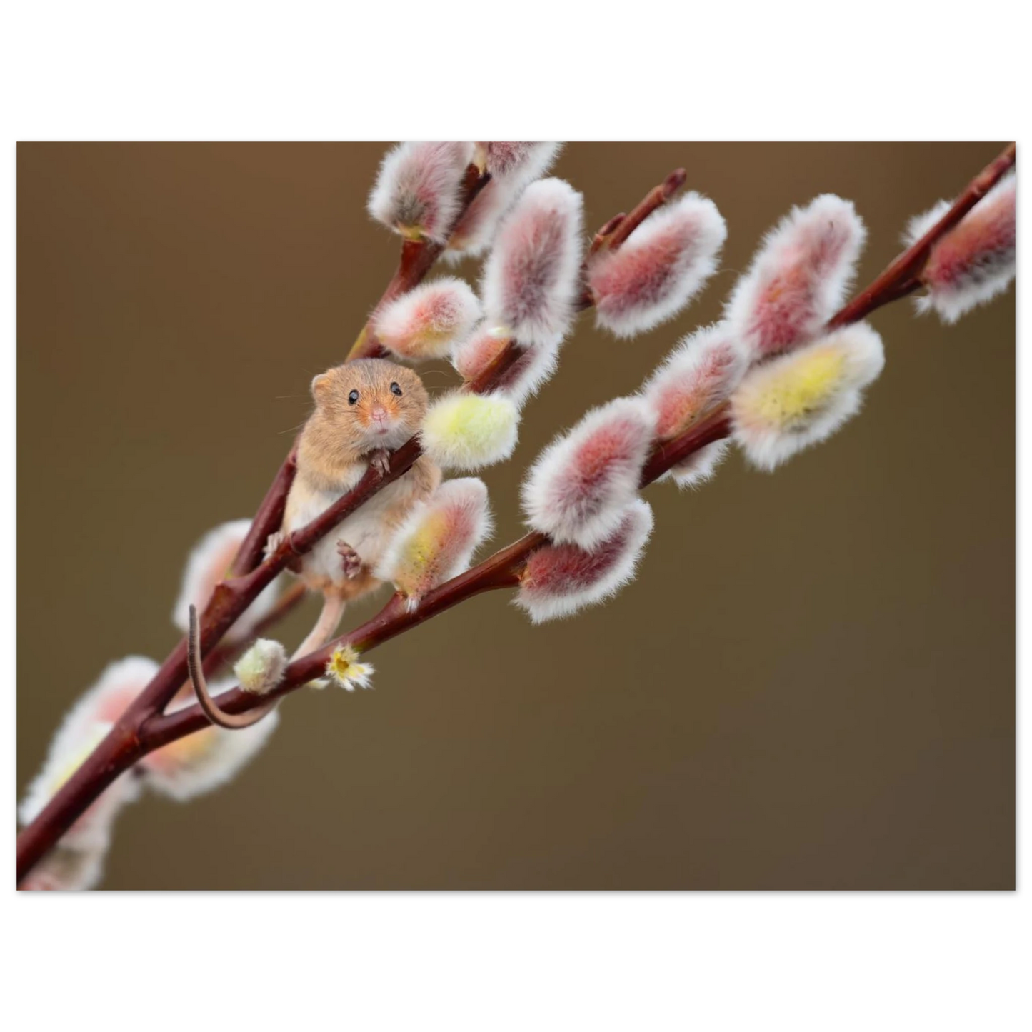Wandbild niedliche erntemaus an flauschigen weidenkaetzchen ein zauberhafter naturmoment fuer ihre waende