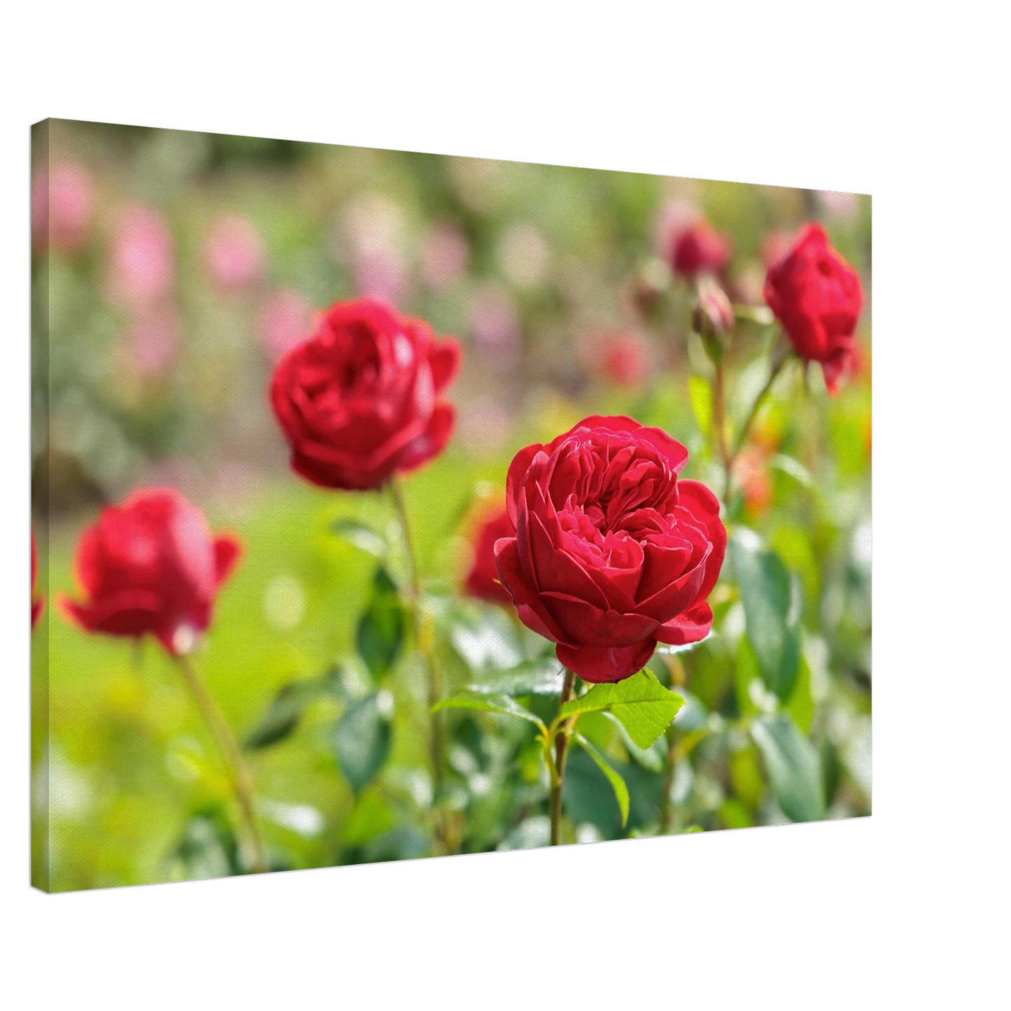 Wandbild rote rosen lebendige bluetenpracht fuer ihr zuhause in ihrer wunschgroesse