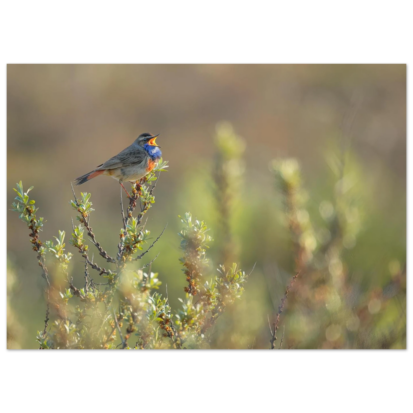 Wandbild singendes blaukehlchen lebendige naturfotografie als wandbild in verschiedenen groessen