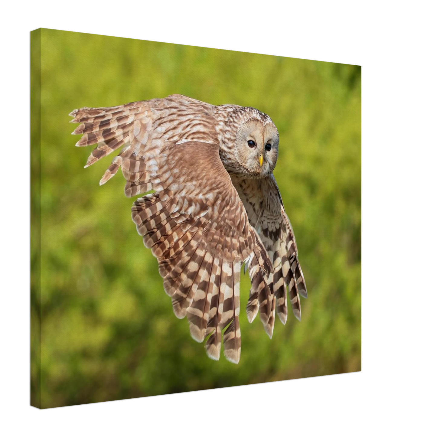 Wandbild majestaetische eule im flug naturfotografie fuer ihr zuhause