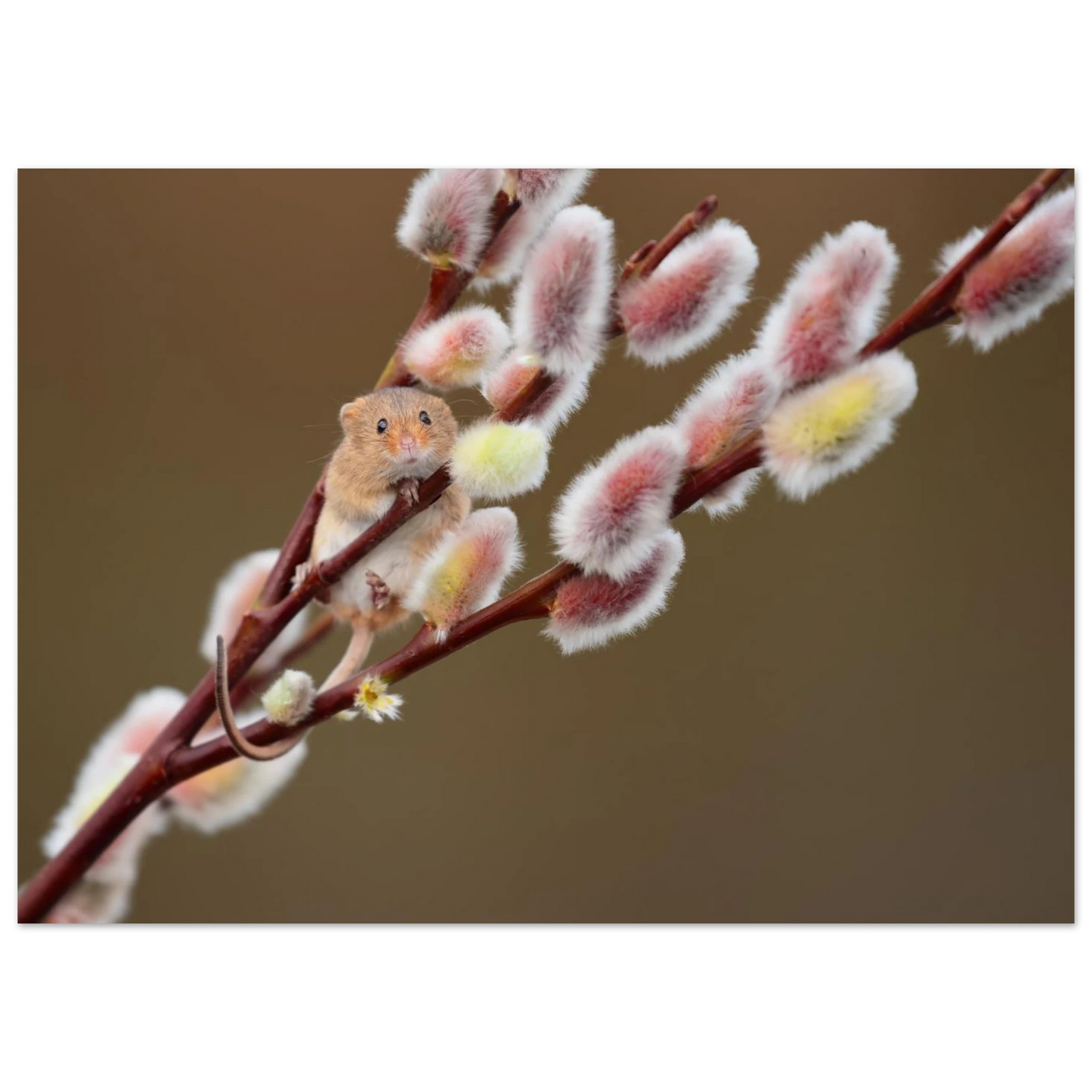 Wandbild niedliche erntemaus an flauschigen weidenkaetzchen ein zauberhafter naturmoment fuer ihre waende