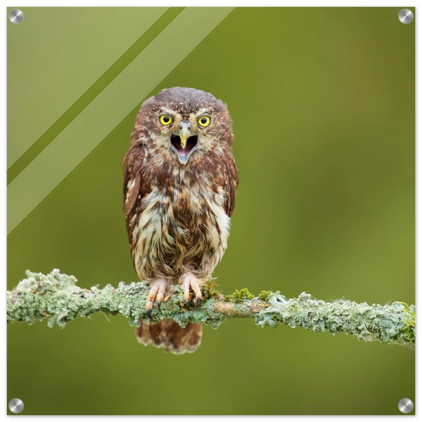 Wandbild rufer der wildnis faszinierendes eulen portraet mit leuchtenden augen fuer ihr zuhause