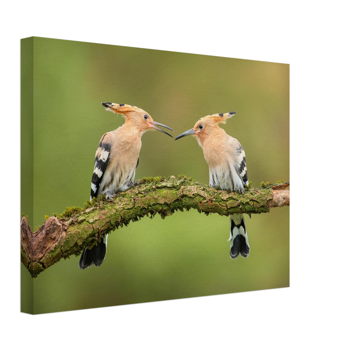 Wandbild bezaubernde wiedehopfe ein duo auf moosast in ihrer wunschgroesse