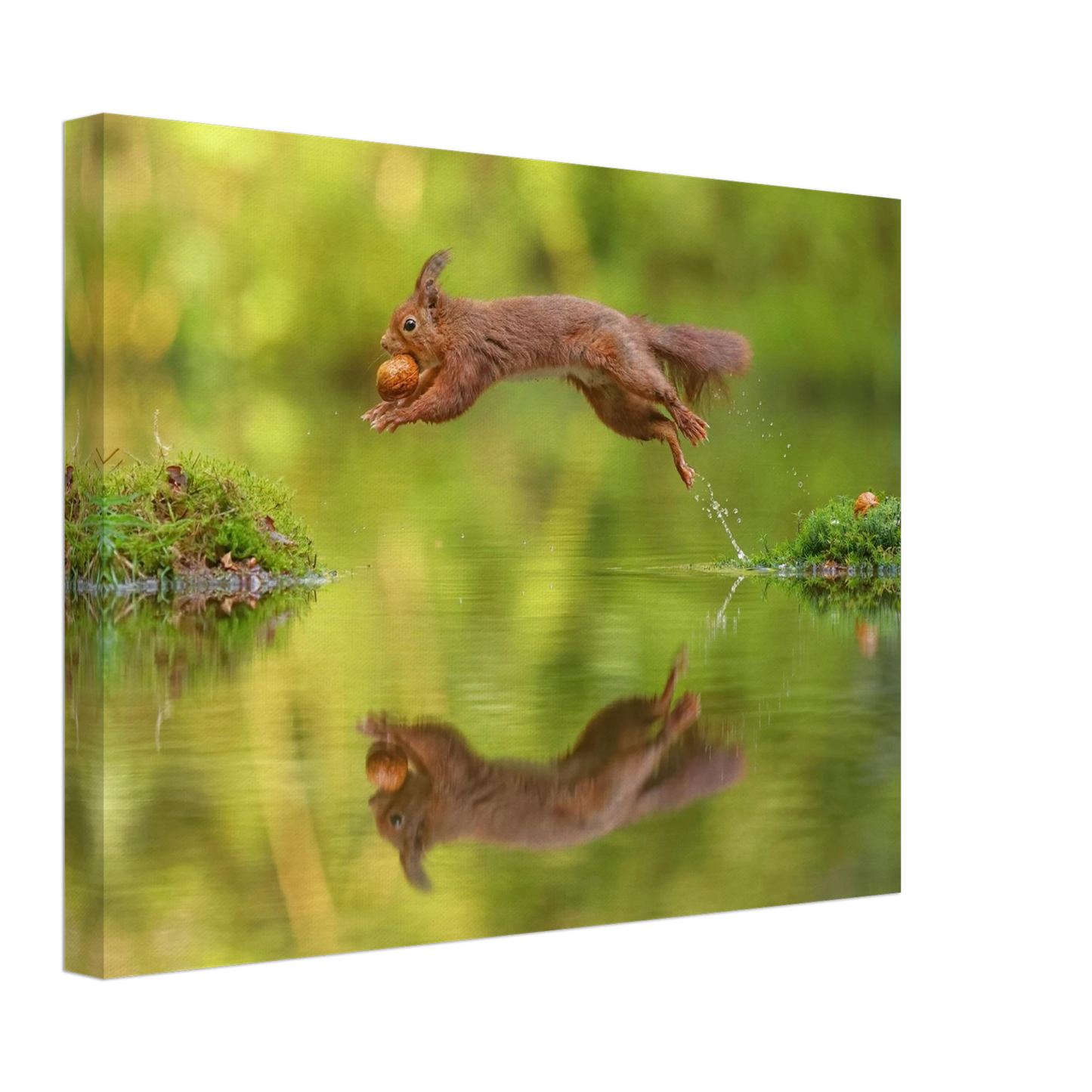 Wandbild eichhoernchen dynamisches wildtier poster mit lebendigen gruentoenen erhaeltlich in verschiedenen groessen