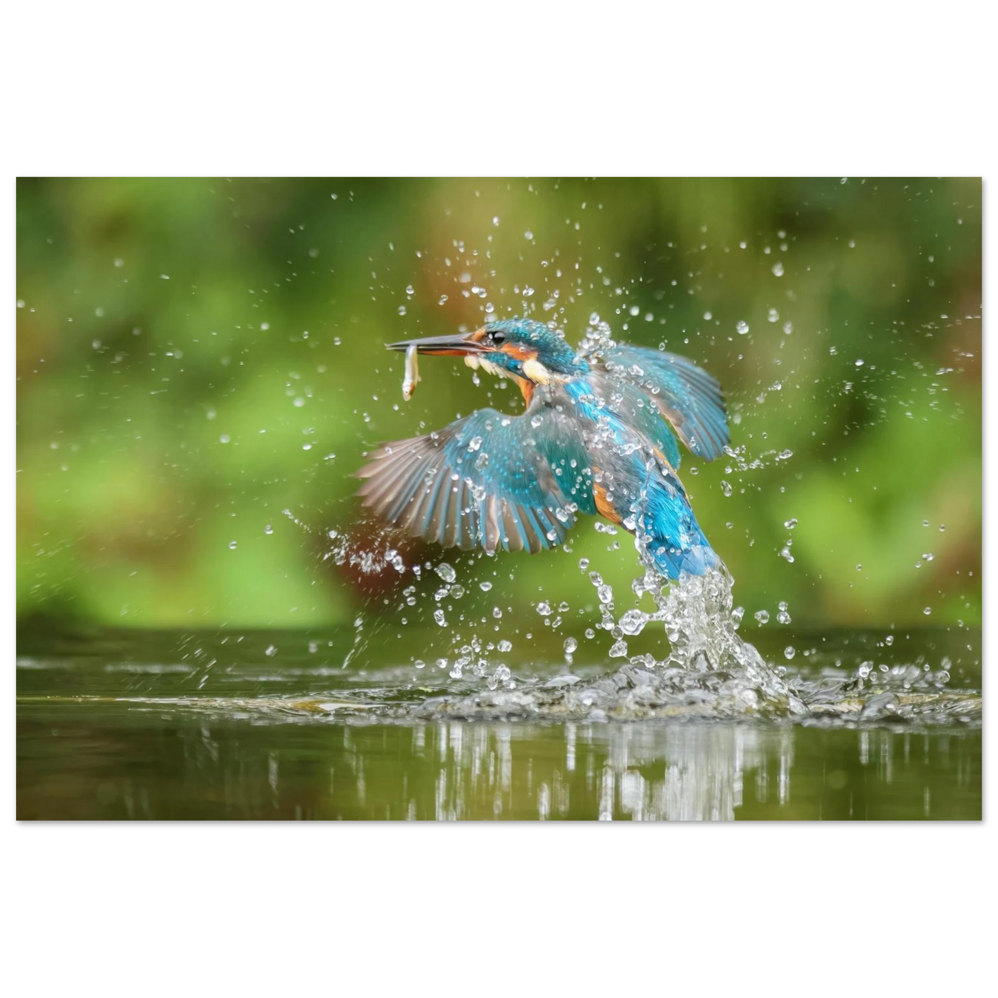 Wandbild eisvogel im sturzflug lebendige wildtierkunst fuer ihr zuhause