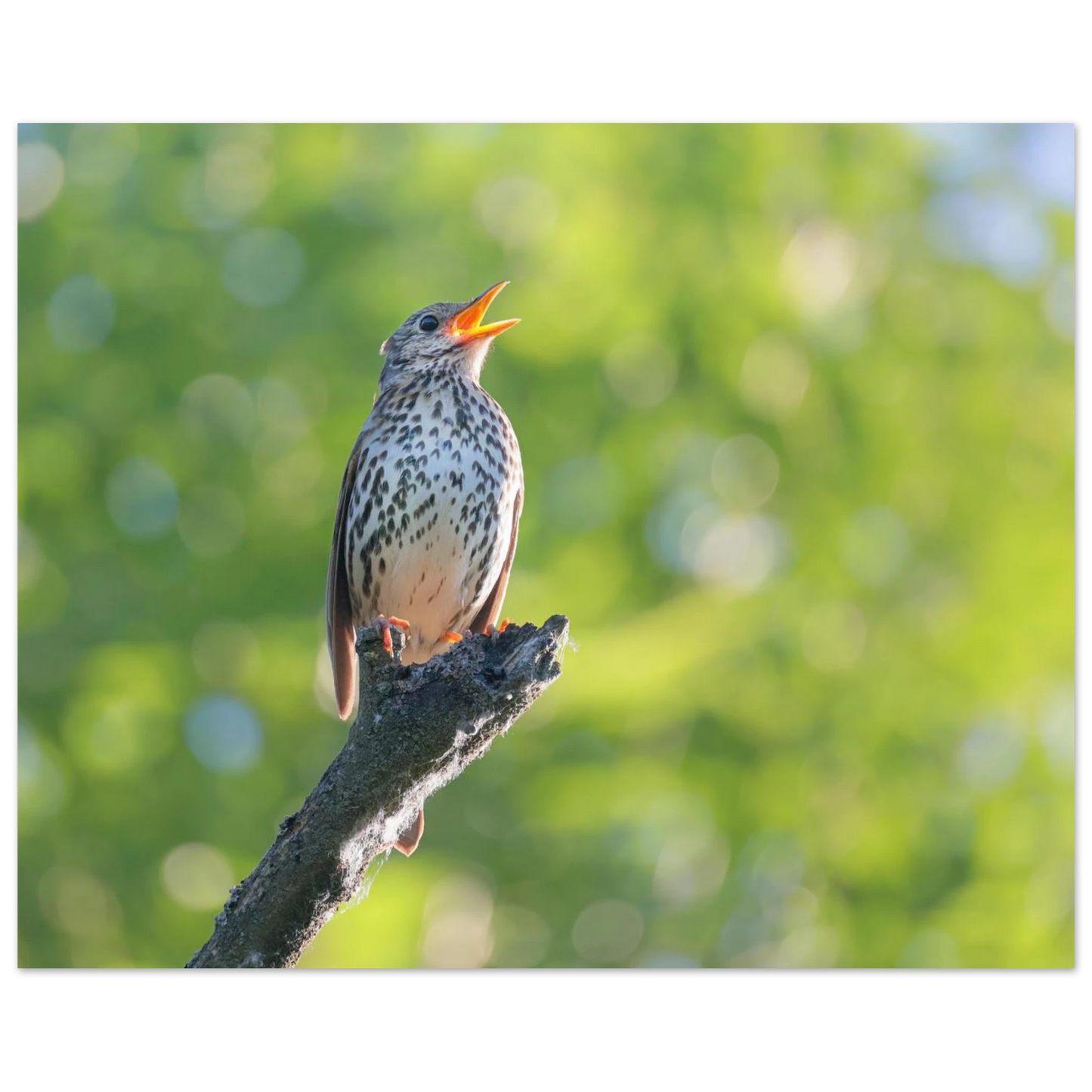 Wandbild bezaubernder singvogel in gruen ein naturportraet fuer ihr zuhause in vielen groessen