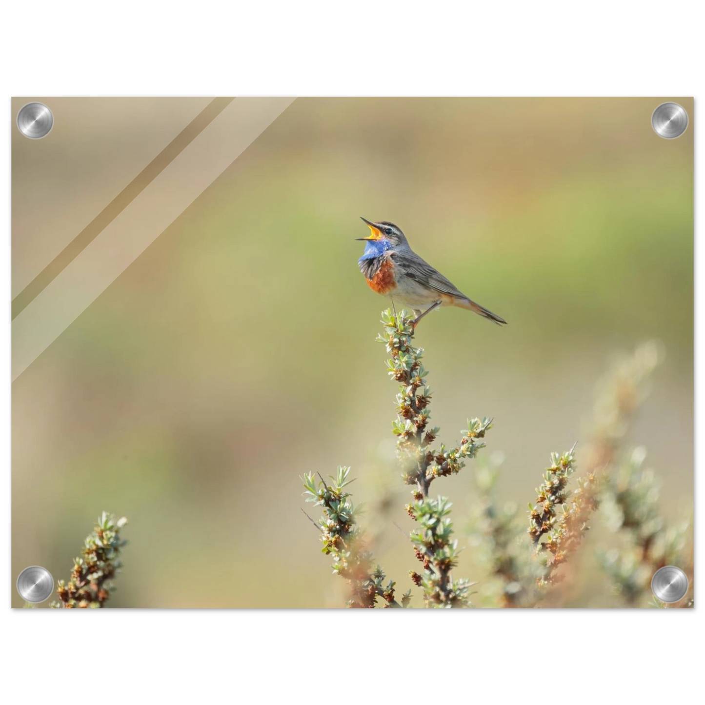 Wandbild der ruf der wildnis ein lebhaftes vogelportraet