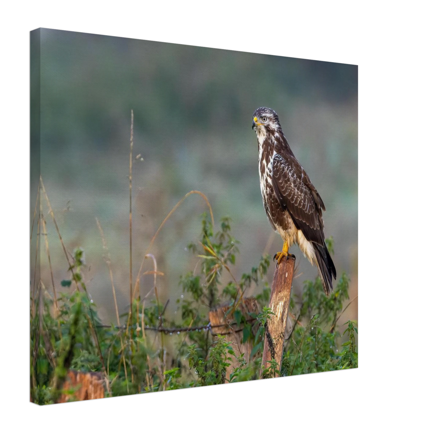 Wandbild majestaetischer bussard einblick in die wildnis auf hochglanz leinwand