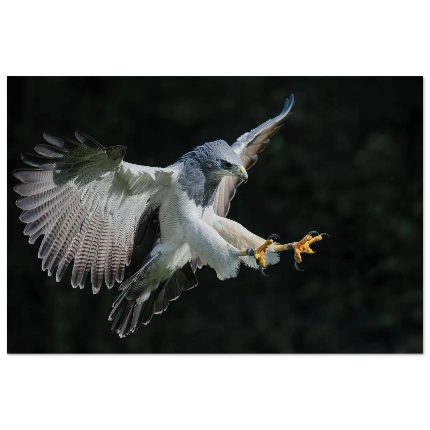 Wandbild majestaetischer schwarzbrustbussard im flug atemberaubende tierfotografie fuer ihr zuhause