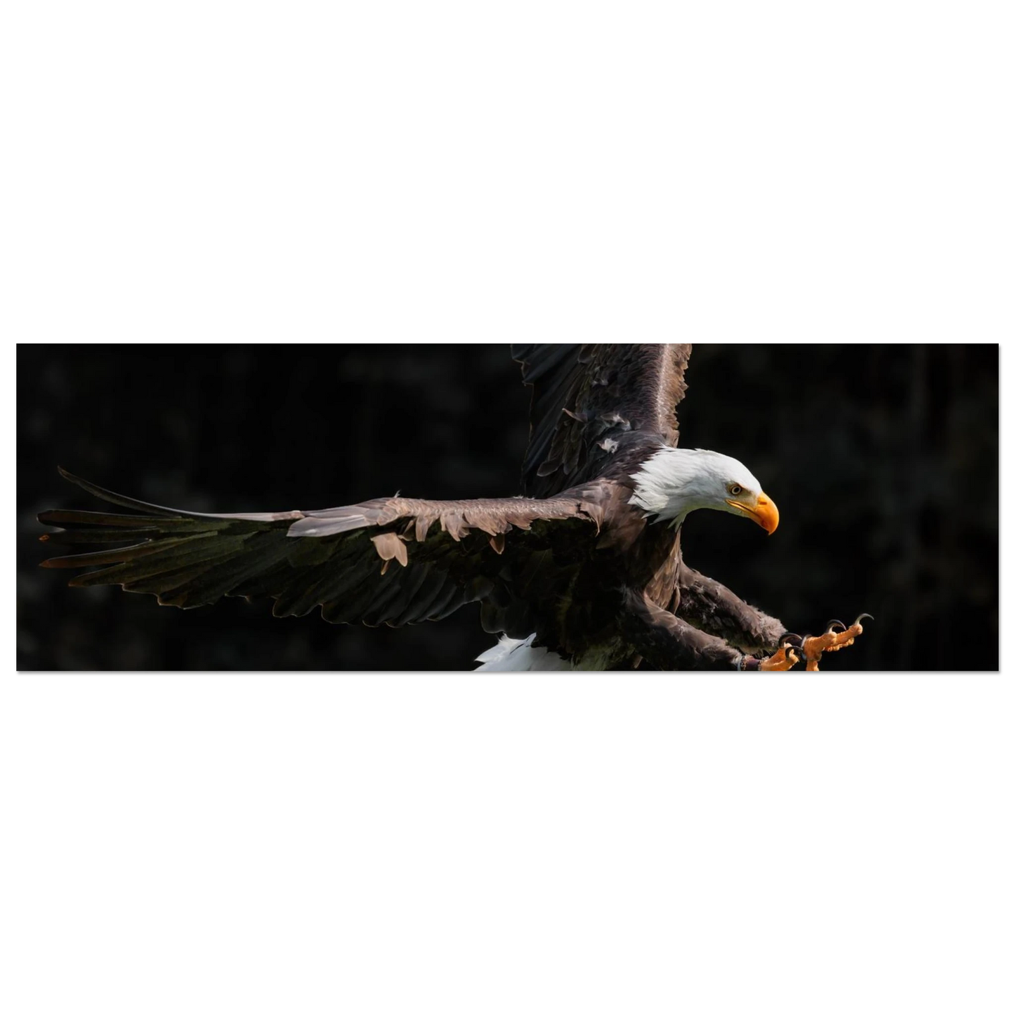 Wandbild majestaetischer weisskopfseeadler im flug freiheit staerke in ihrer wunschgroesse