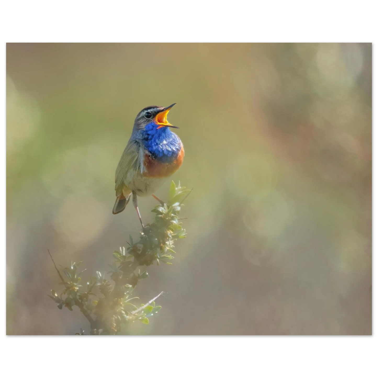 Wandbild singvogel in blautoenen lebendige vogelkunst fuer ihr zuhause in ihrer wunschgroesse