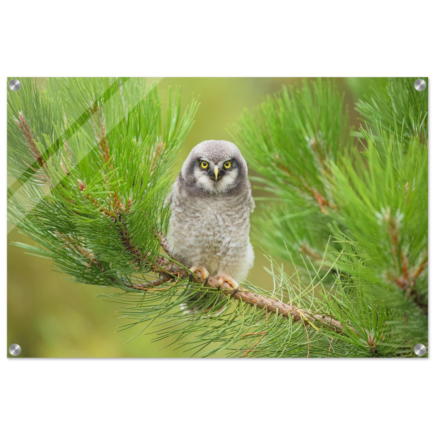 Wandbild bezaubernde eule auf kiefernzweig ruhiges naturmotiv fuer ihr zuhause
