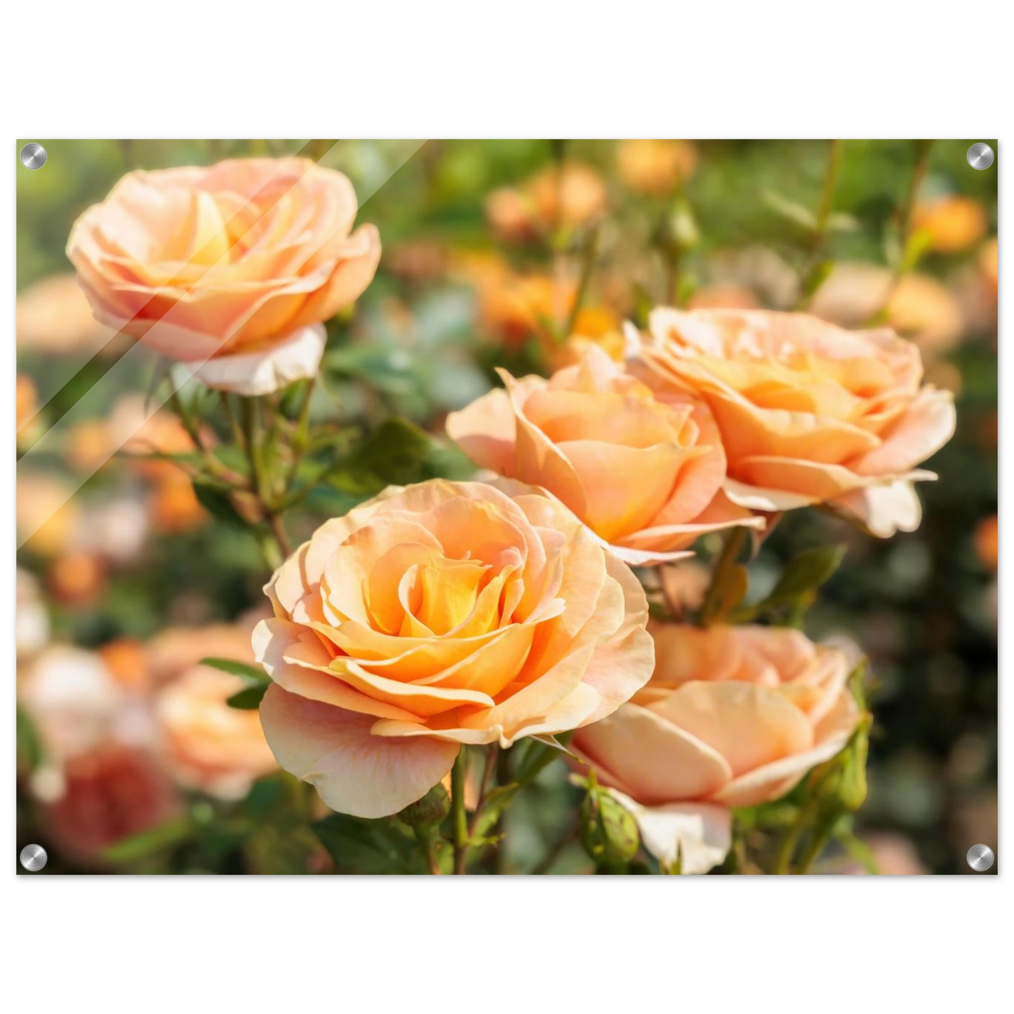 Wandbild romantische pfirsichrosen im sonnenschein botanische kunst fuer ihr zuhause in vielen groessen