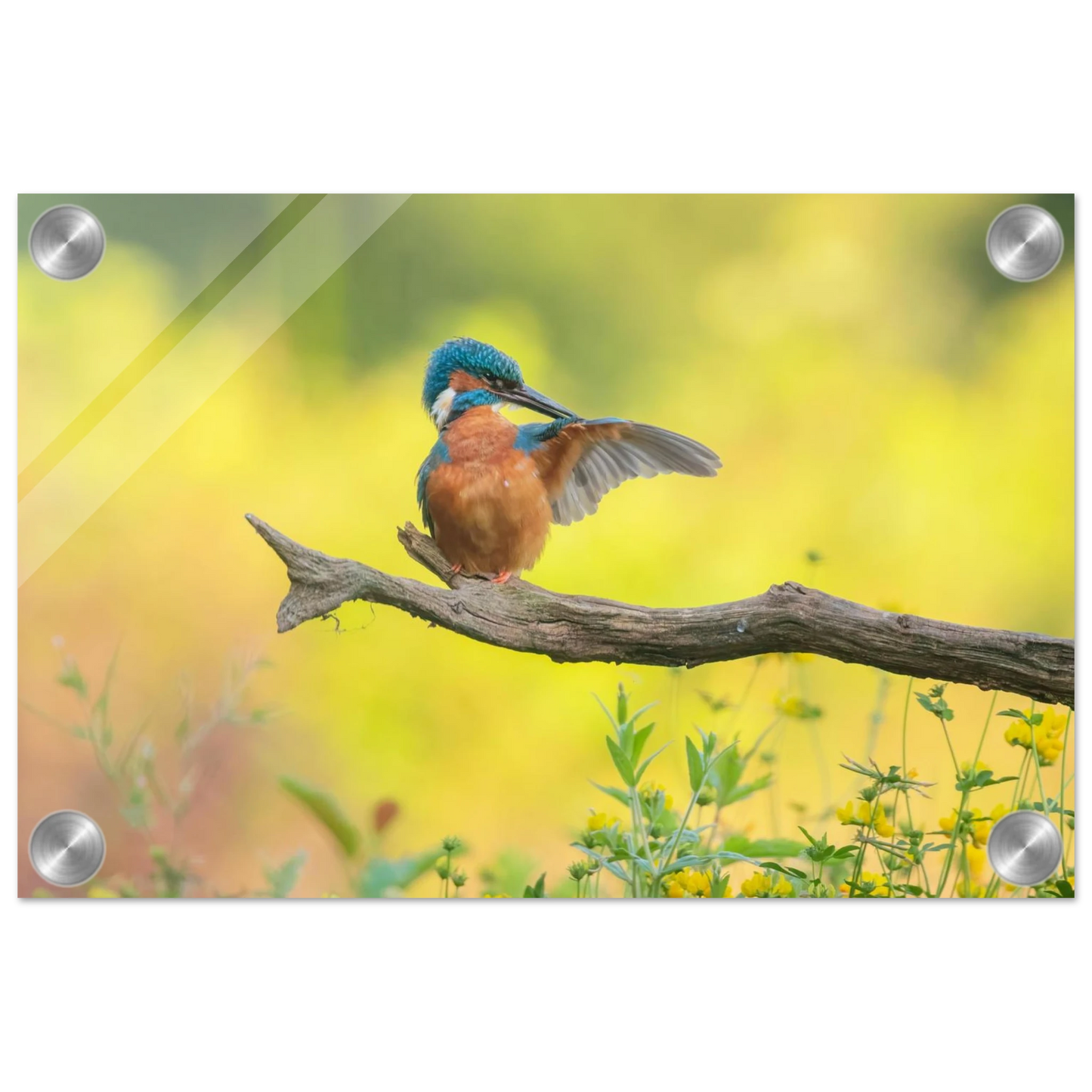 Wandbild eisvogel lebendige naturkunst fuer ihr zuhause