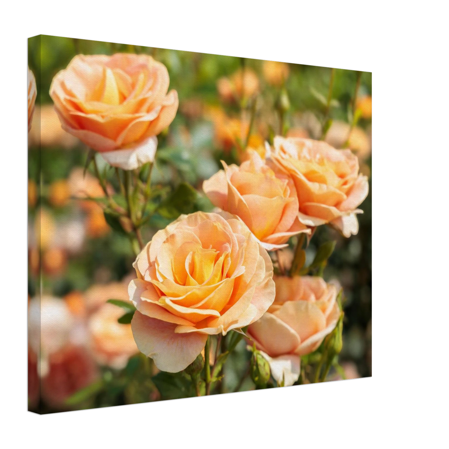 Wandbild romantische pfirsichrosen im sonnenschein botanische kunst fuer ihr zuhause in vielen groessen