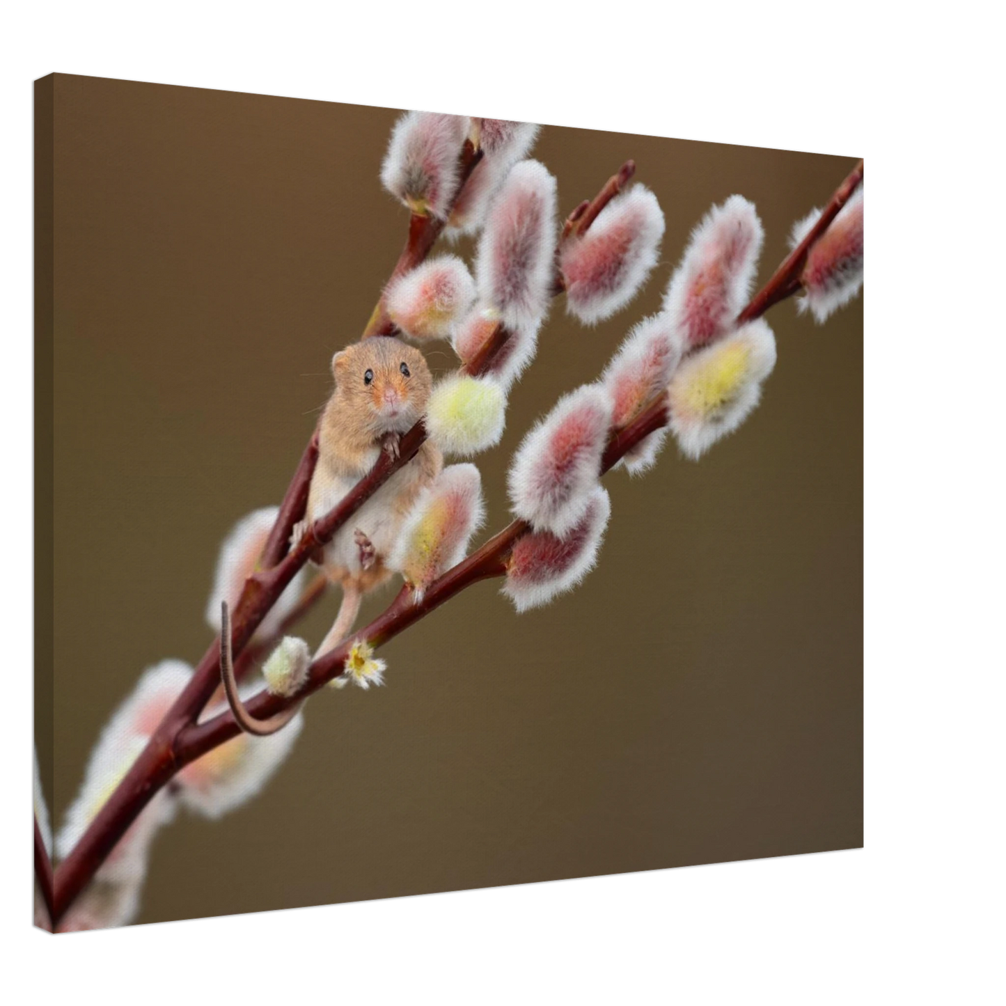 Wandbild niedliche erntemaus an flauschigen weidenkaetzchen ein zauberhafter naturmoment fuer ihre waende