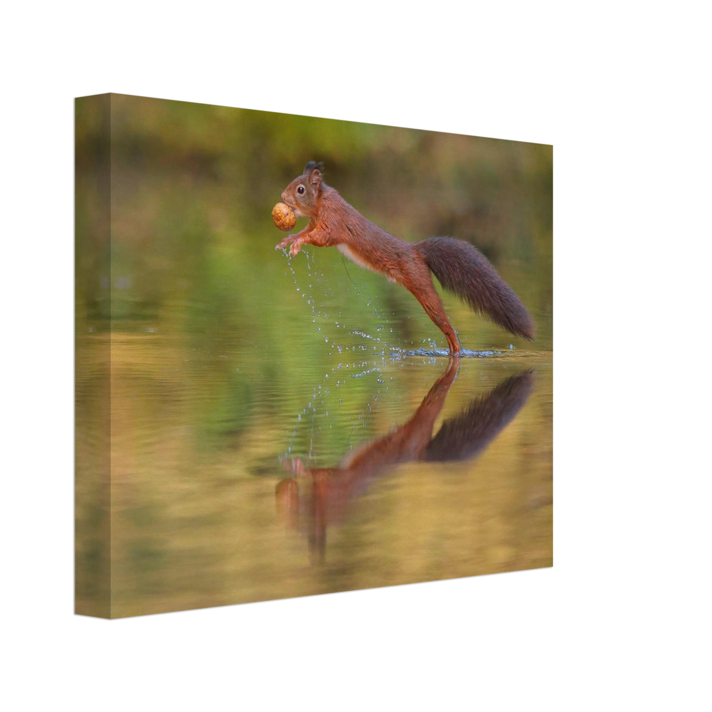 Wandbild eichhoernchen sprung dynamisches tierportrait auf premium leinwand in verschiedenen groessen erhaeltlich