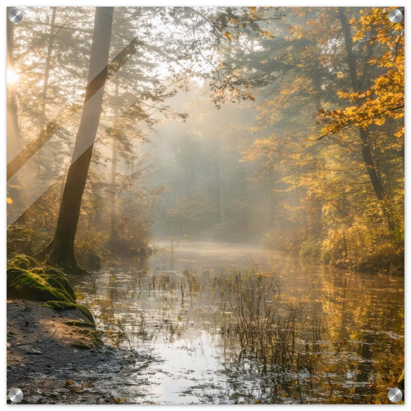 Wandbild Herbstwald morgenlicht wandbild goldenes ambiente in deiner wunschgroesse