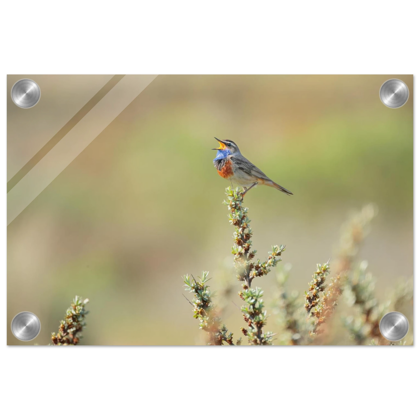 Wandbild der ruf der wildnis ein lebhaftes vogelportraet