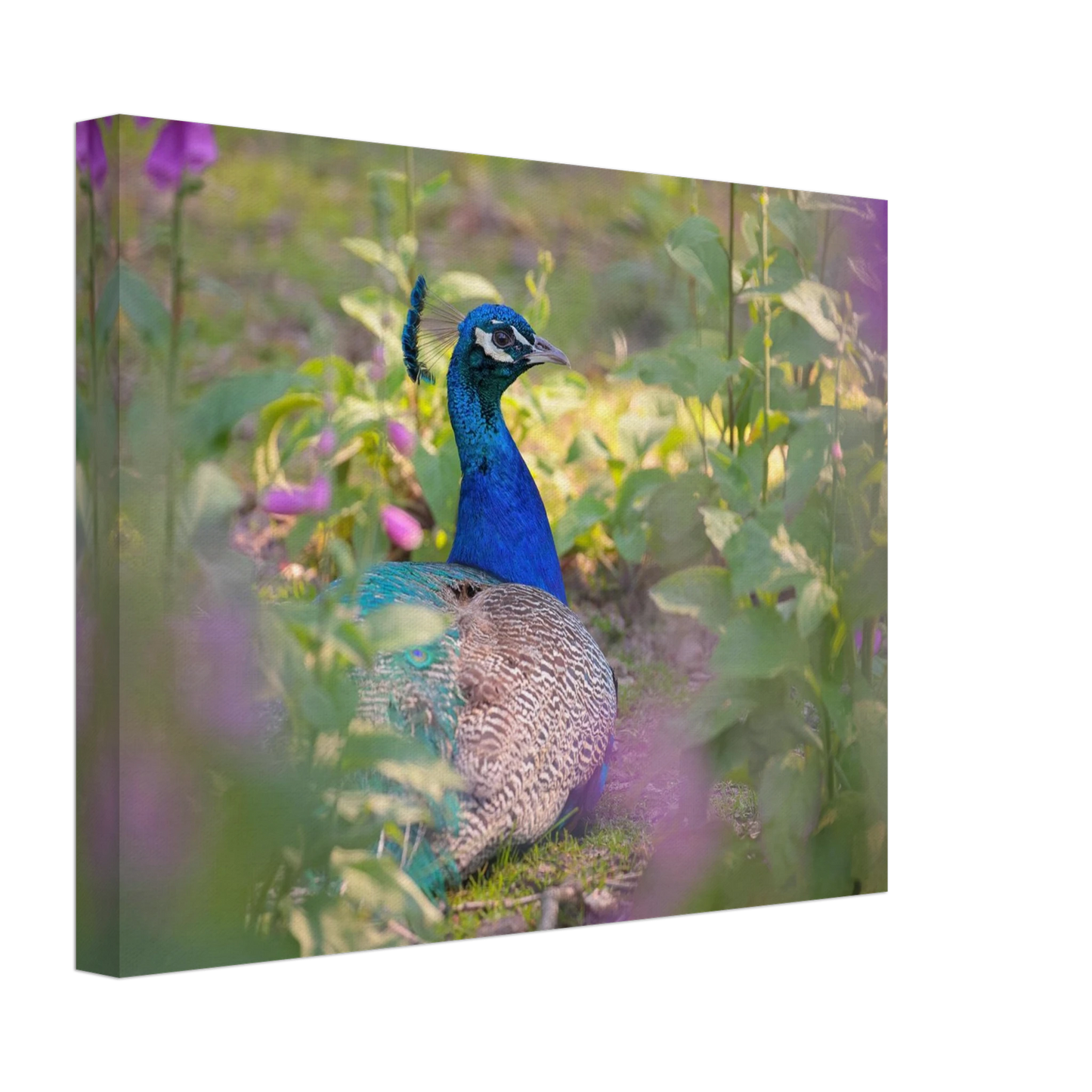 Wandbild majestaetischer pfau lebendige farbenpracht fuer ihre wand in vielen groessen erhaeltlich