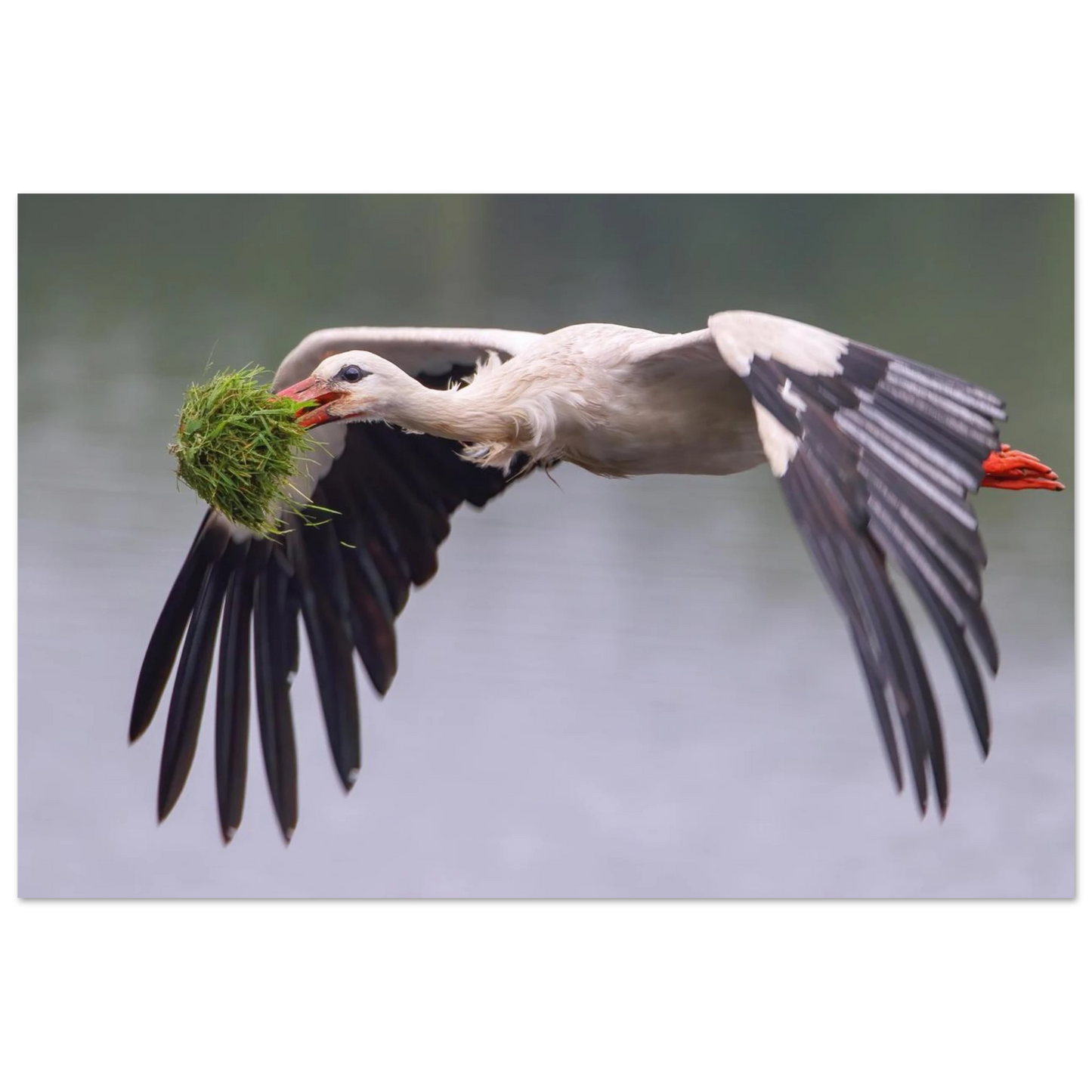 Wandbild nestbauender weissstorch im flug lebendige naturfotografie fuer ihr zuhause