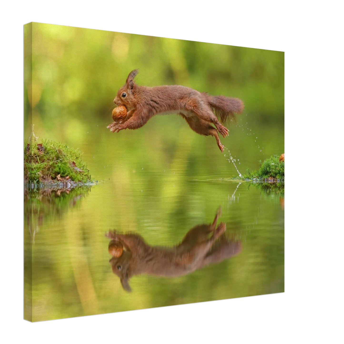Wandbild eichhoernchen dynamisches wildtier poster mit lebendigen gruentoenen erhaeltlich in verschiedenen groessen