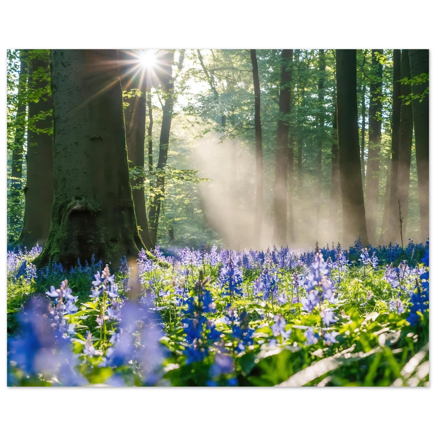 Wandbild mystische waldlichtung mit blauen glockenblumen sonnenverwoehntes naturbild in verschiedenen groessen