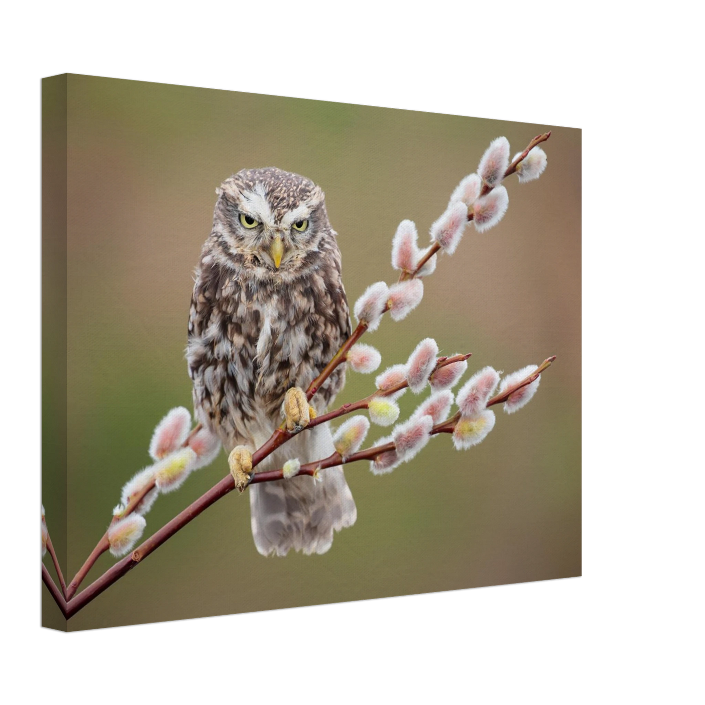 Wandbild der weise waechter ein kaeuzchen auf weidenkaetzchen im fruehlingslicht