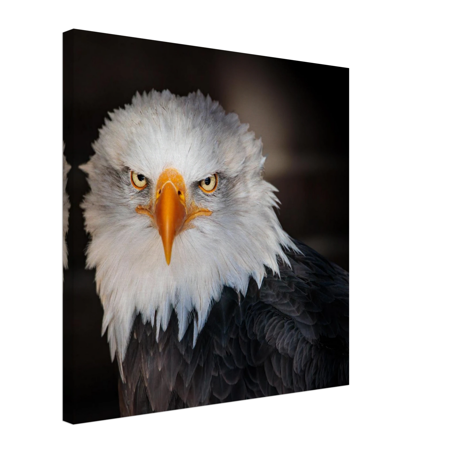 Wandbild majestaetischer adler ausdrucksstarke tierfotografie fuer ihr zuhause in vielen groessen erhaeltlich