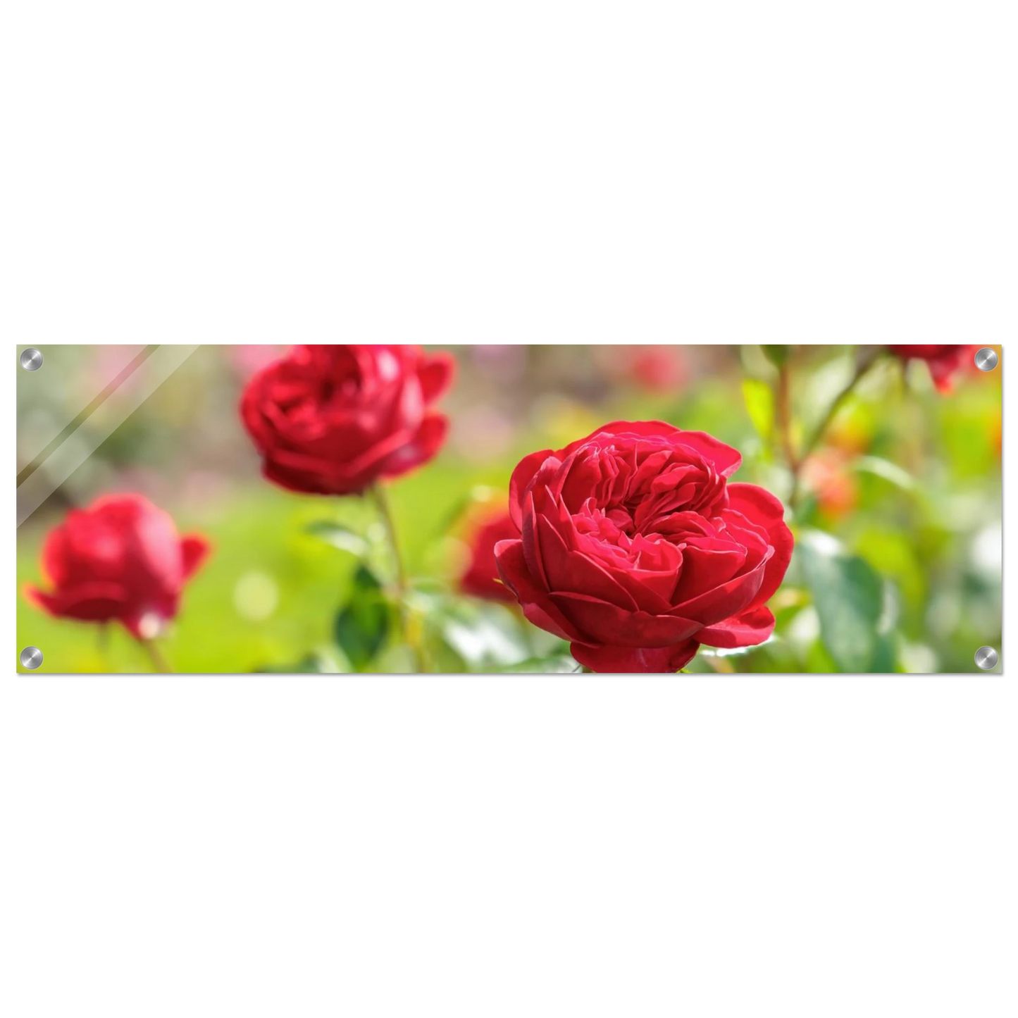 Wandbild rote rosen lebendige bluetenpracht fuer ihr zuhause in ihrer wunschgroesse