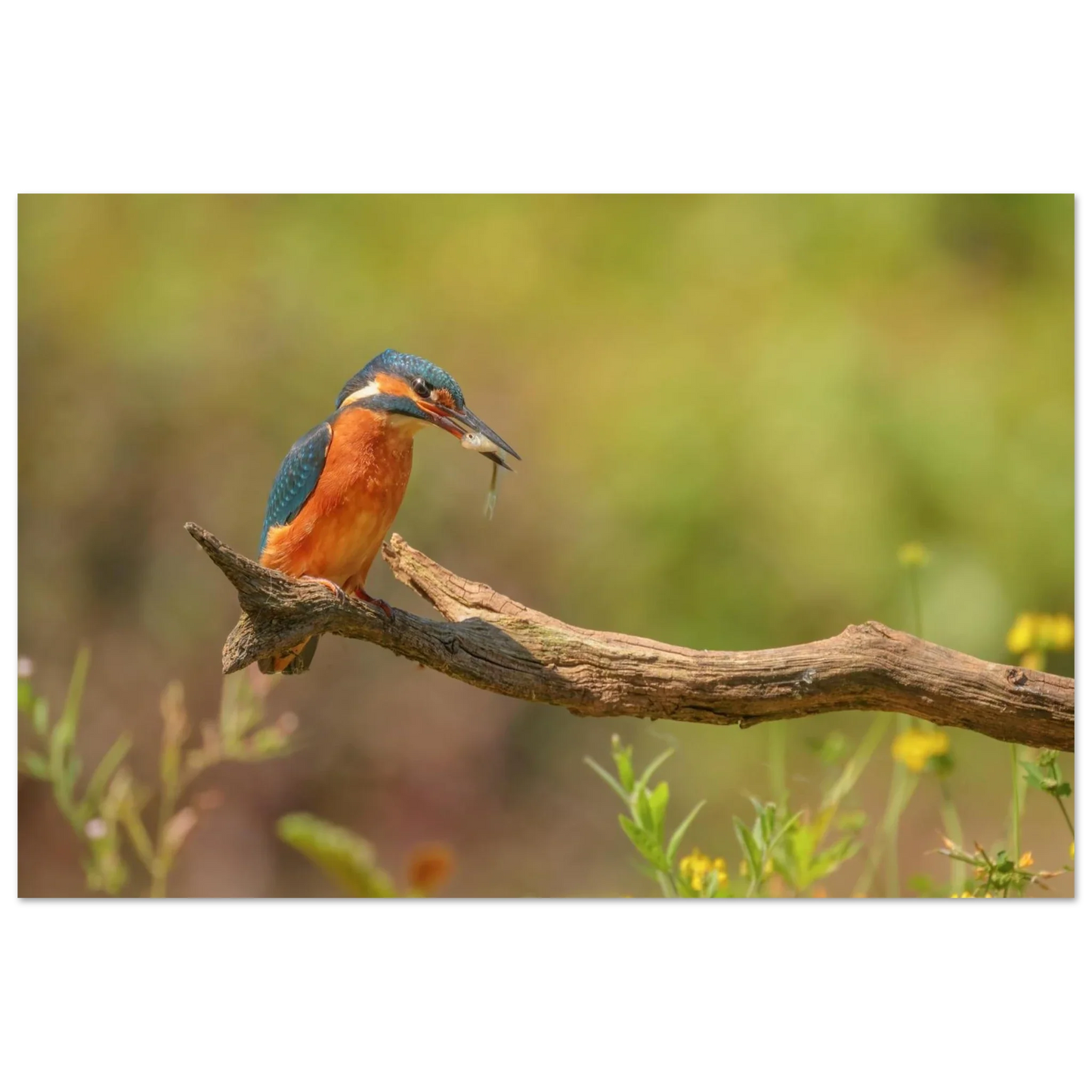 Wandbild eisvogel farbpracht leuchtende naturkunst fuer ihr zuhause in vielen groessen