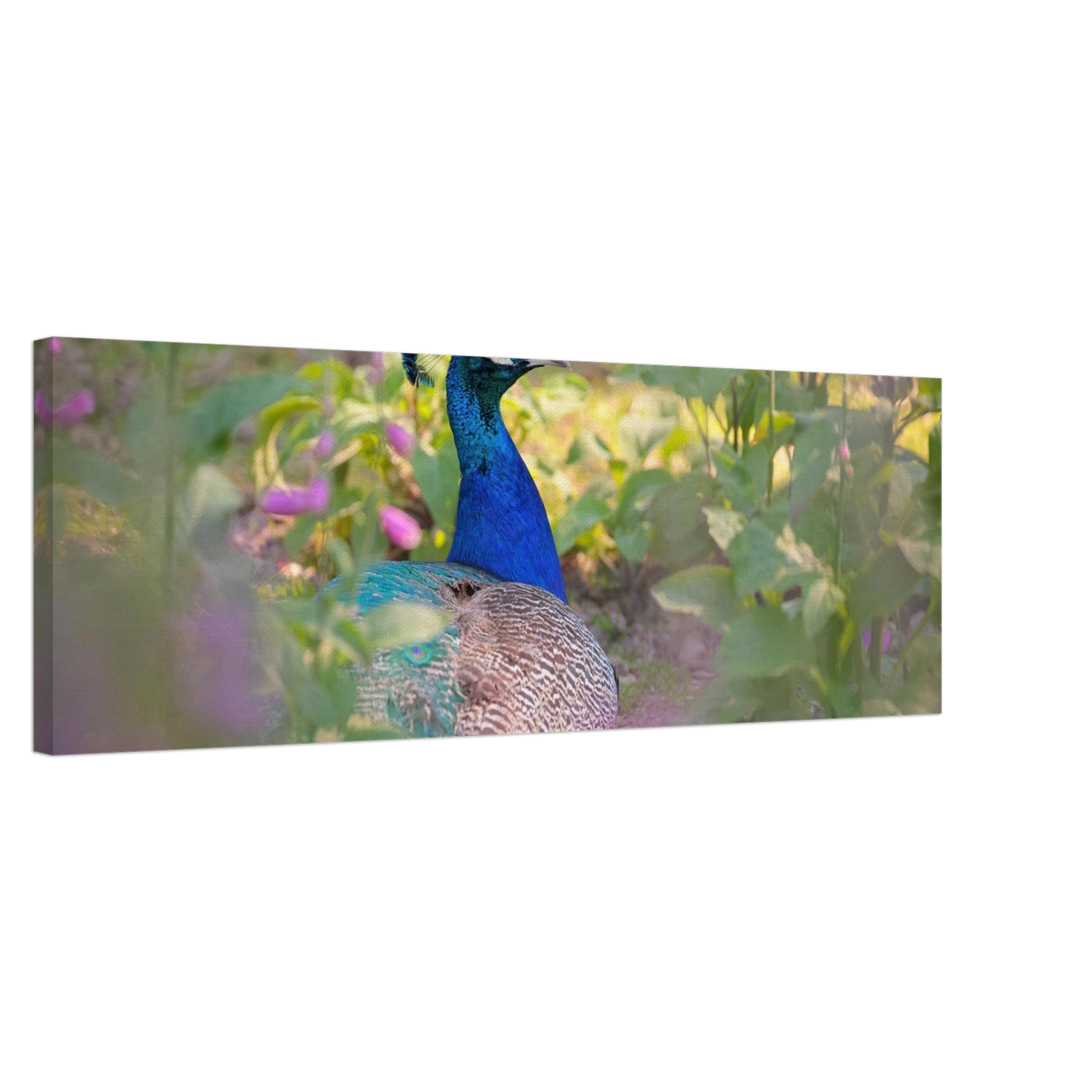 Wandbild majestaetischer pfau lebendige farbenpracht fuer ihre wand in vielen groessen erhaeltlich