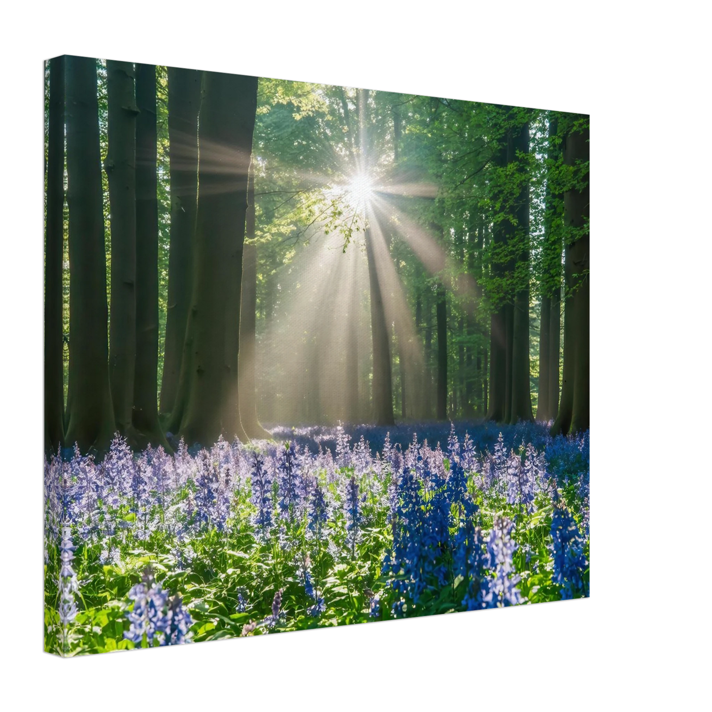 Wandbild bezaubernder wald mit sonnenstrahlen und lila bluetenmeer dein stueck natur