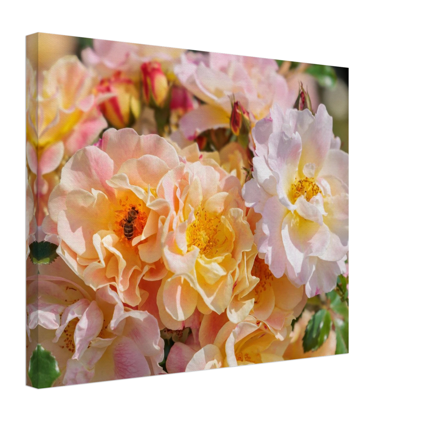 Wandbild bluehende gartenrosen eine honigbienen ode in pastell perfektion in vielen groessen verfuegbar