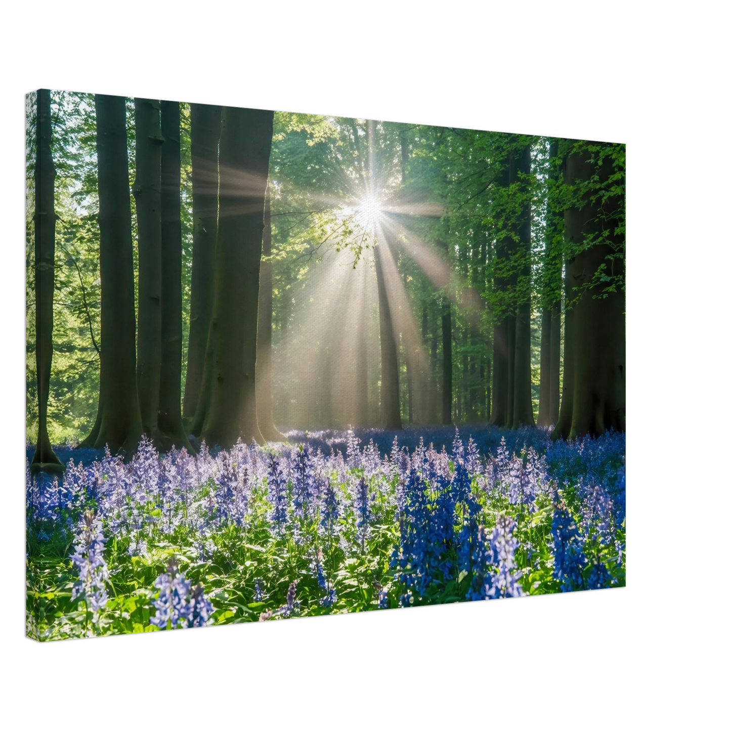 Wandbild bezaubernder wald mit sonnenstrahlen und lila bluetenmeer dein stueck natur