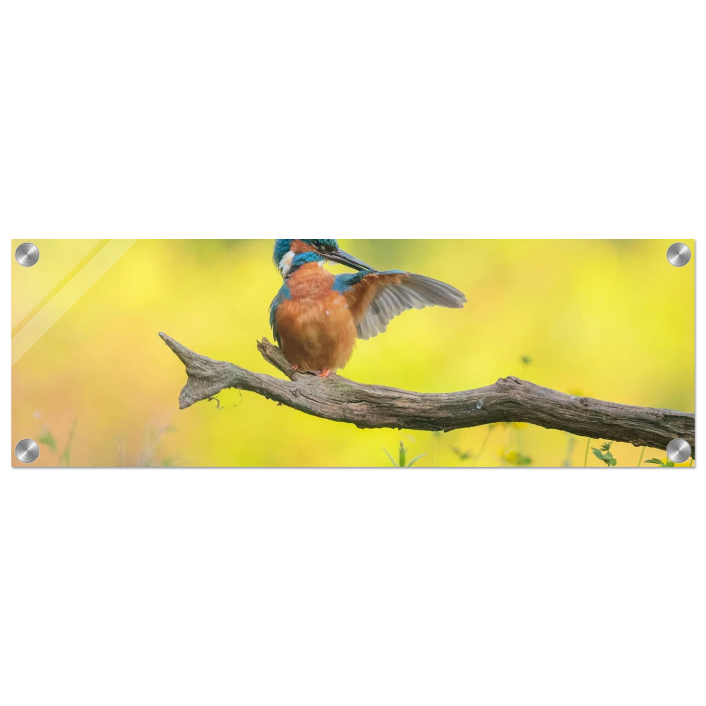 Wandbild eisvogel lebendige naturkunst fuer ihr zuhause