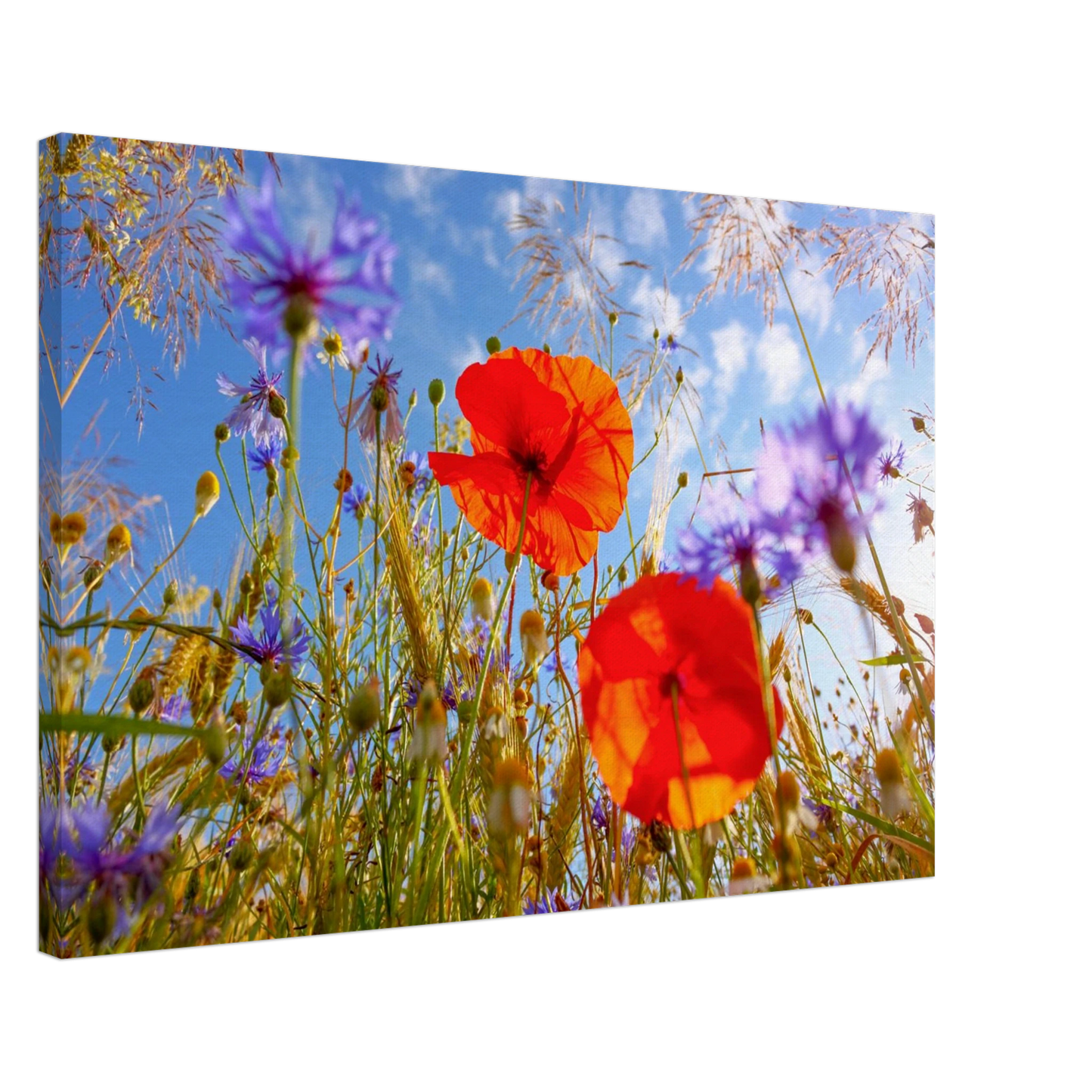 Wandbild lebendige wildblumenwiese mohnblumen kornblumen unter blauem himmel