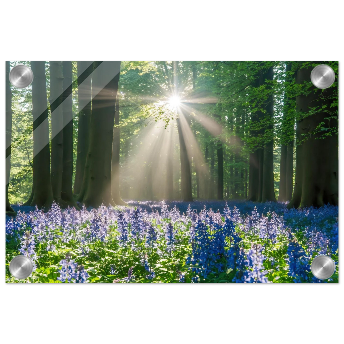 Wandbild bezaubernder wald mit sonnenstrahlen und lila bluetenmeer dein stueck natur