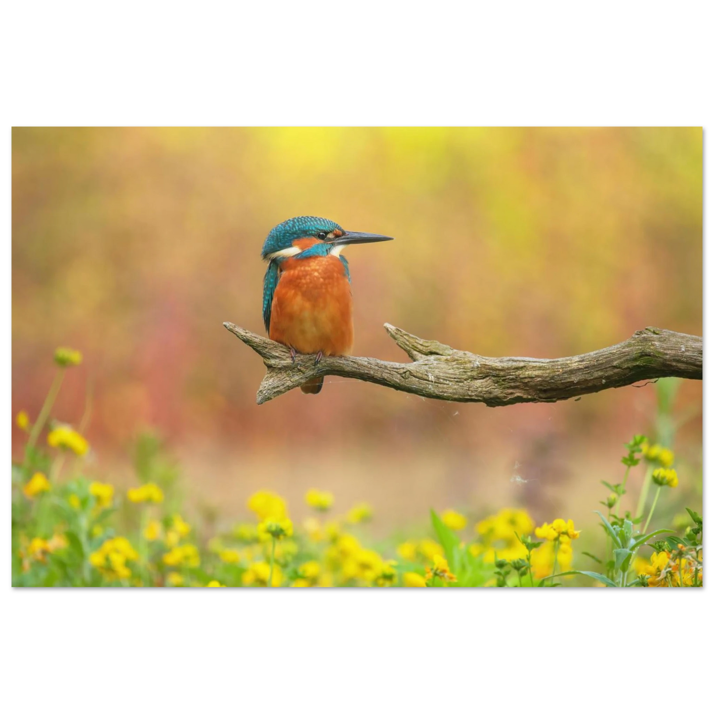 Wandbild eisvogel lebendige naturkunst fuer ihr zuhause in ihrer wunschgroesse