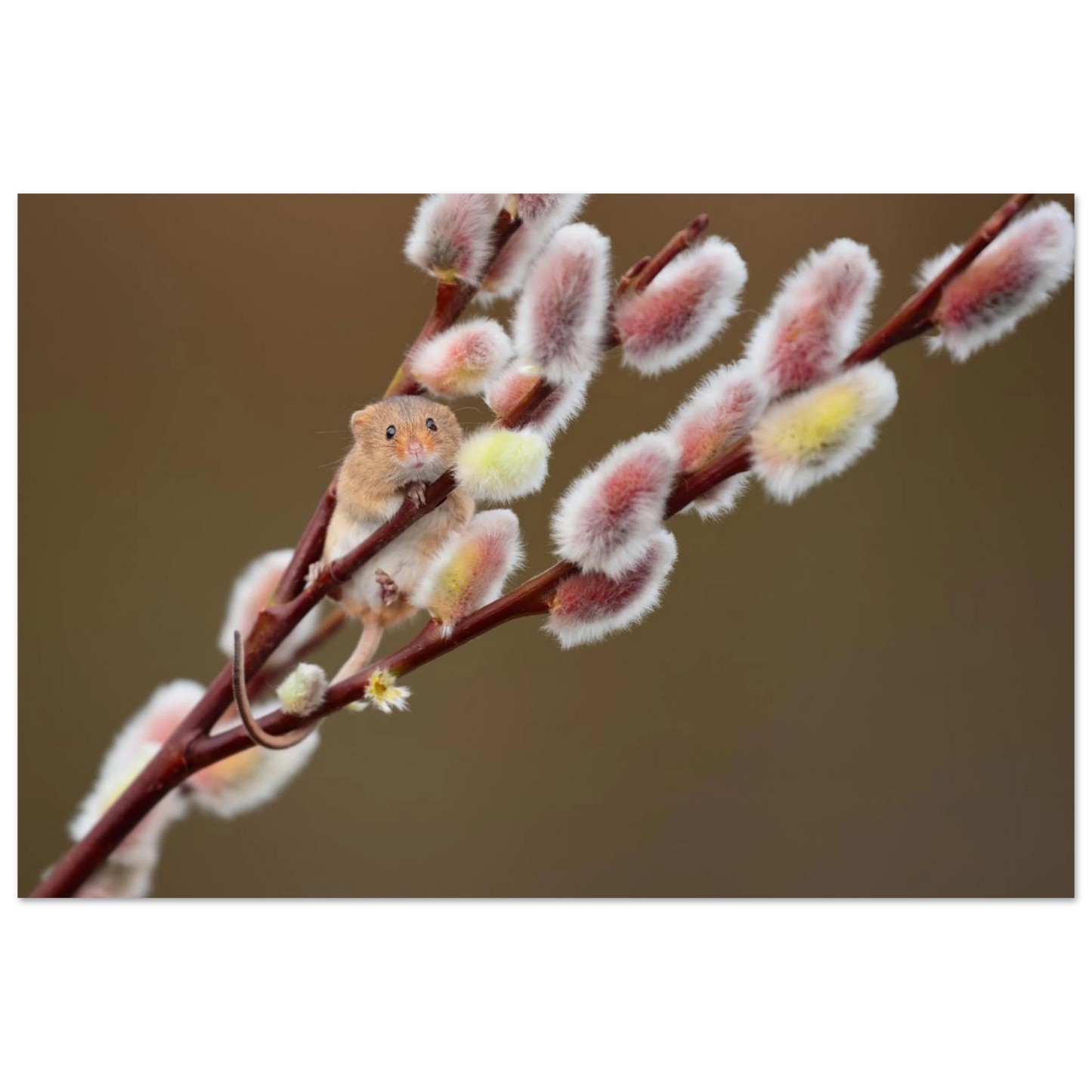 Wandbild niedliche erntemaus an flauschigen weidenkaetzchen ein zauberhafter naturmoment fuer ihre waende
