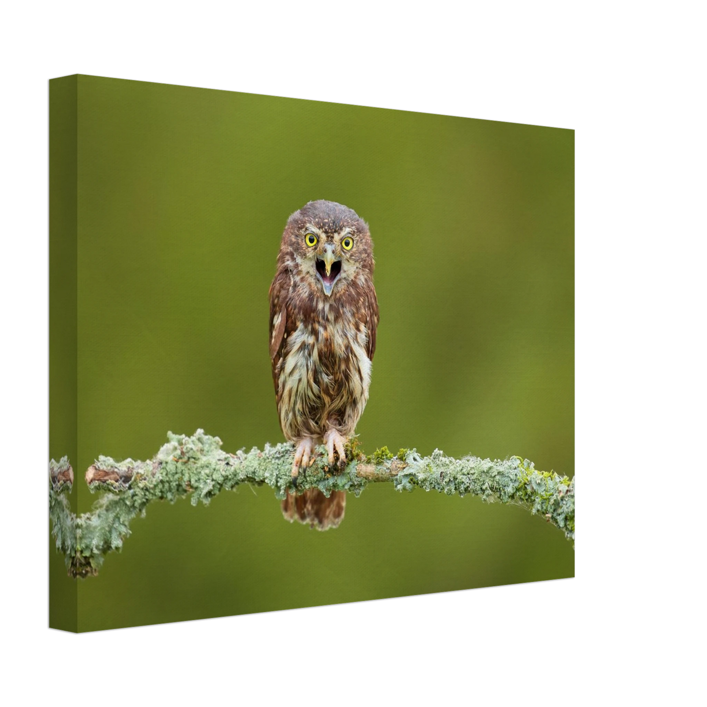 Wandbild rufer der wildnis faszinierendes eulen portraet mit leuchtenden augen fuer ihr zuhause