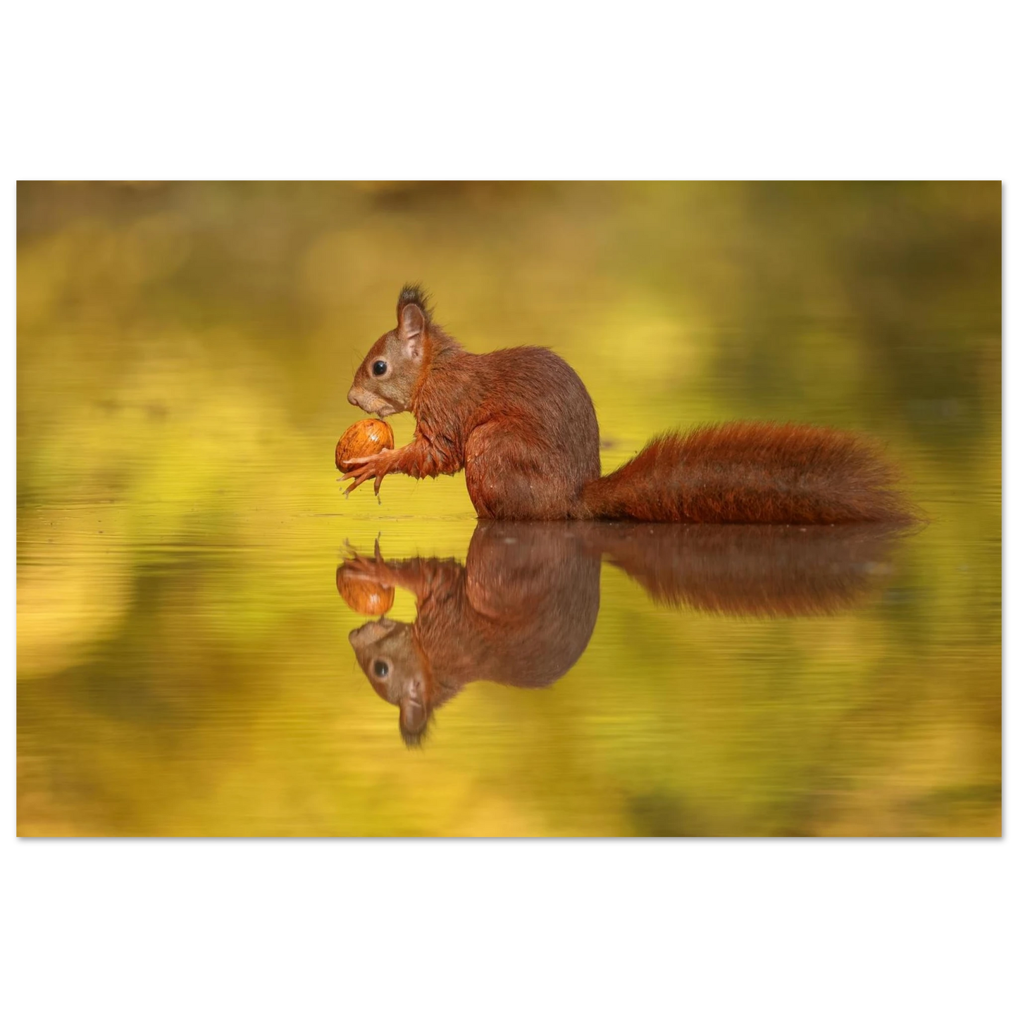 Wandbild eichhoernchen im goldenen herbstlicht lebendige tierfotografie fuer ihre wand