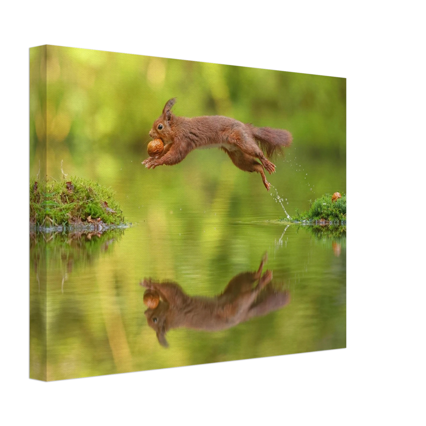 Wandbild eichhoernchen dynamisches wildtier poster mit lebendigen gruentoenen erhaeltlich in verschiedenen groessen