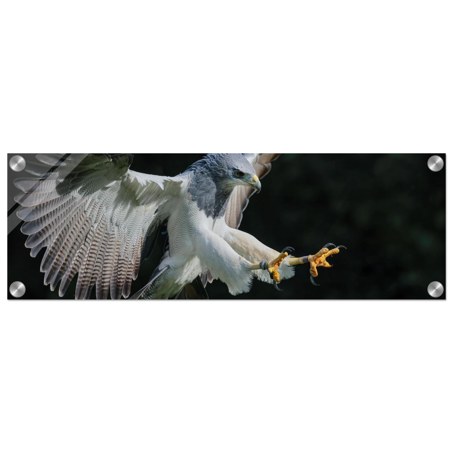 Wandbild majestaetischer schwarzbrustbussard im flug atemberaubende tierfotografie fuer ihr zuhause