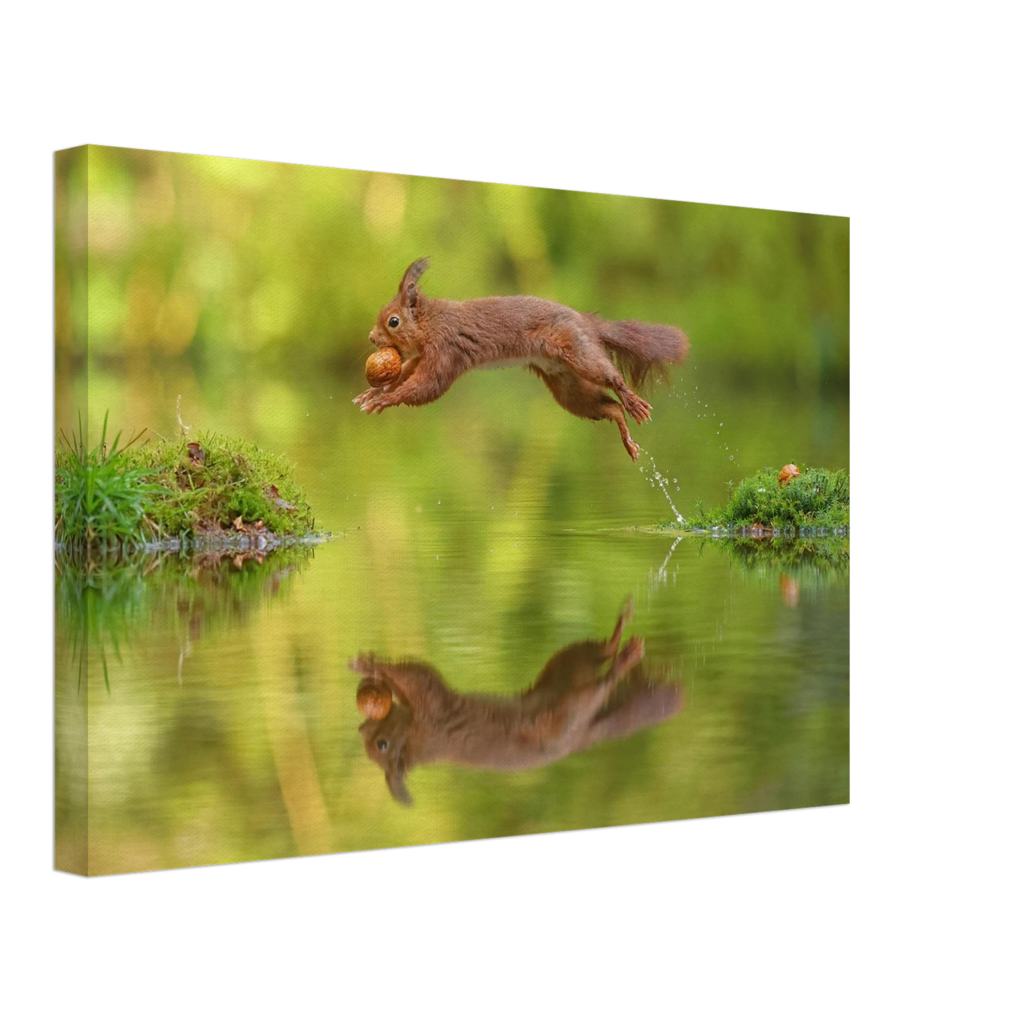 Wandbild eichhoernchen dynamisches wildtier poster mit lebendigen gruentoenen erhaeltlich in verschiedenen groessen