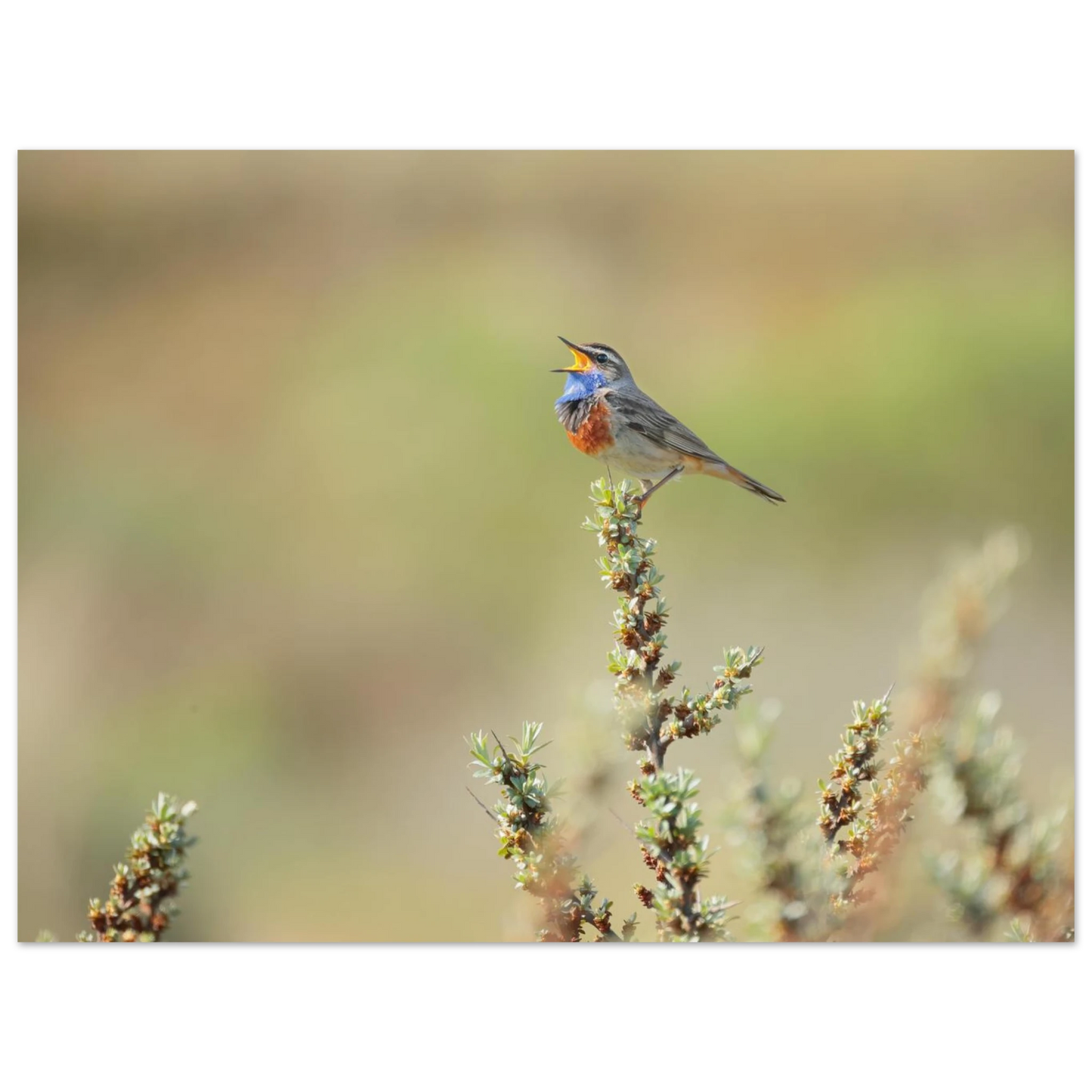 Wandbild der ruf der wildnis ein lebhaftes vogelportraet