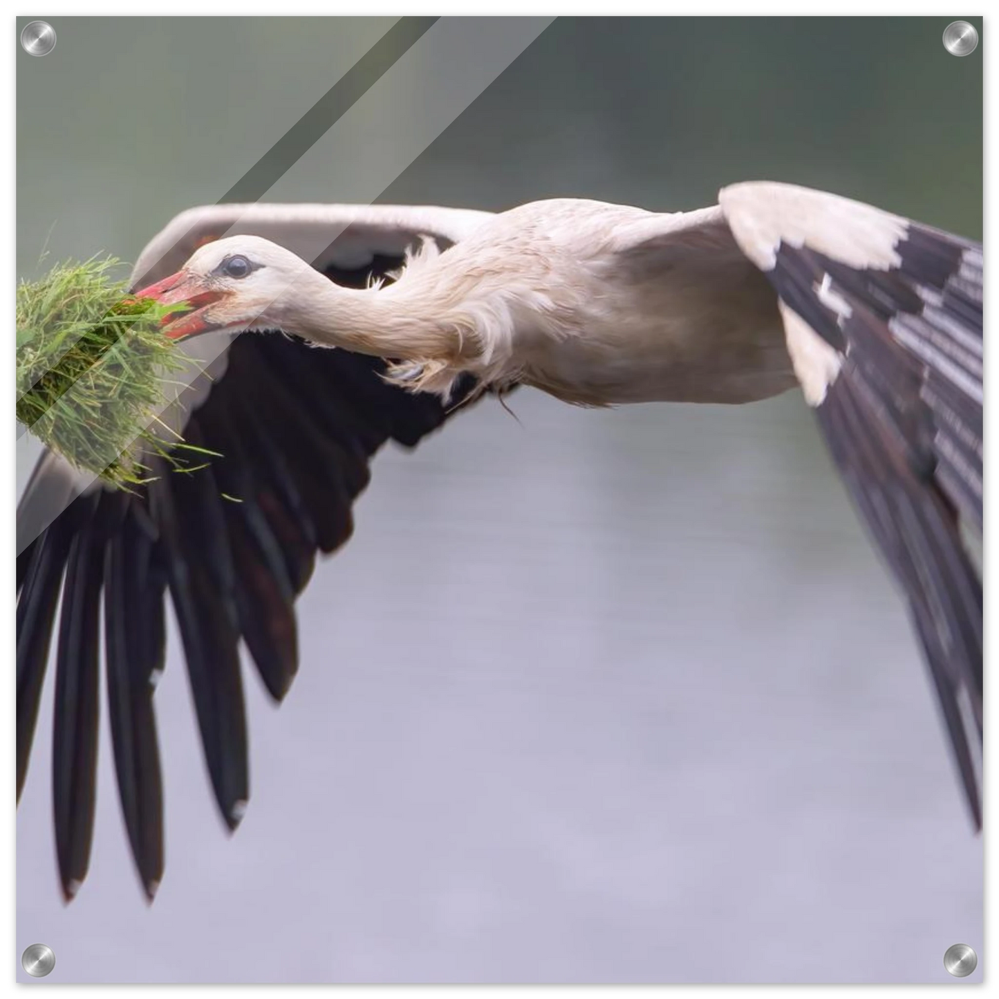 Wandbild nestbauender weissstorch im flug lebendige naturfotografie fuer ihr zuhause